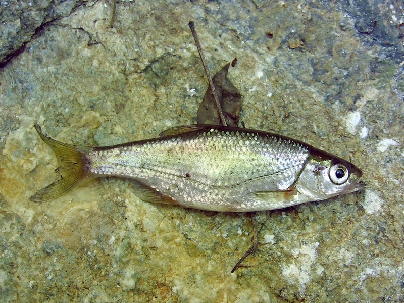 (Alburnoides Jeitteles, 1861) Род Альбурноидесы, Альбурноиды, Быстрянки ...